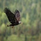 Bald eagle flying near the Rocky Mountains, Canada
