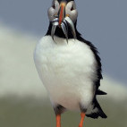 Atlantic puffin in Bay of Fundy, Canada