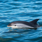 Atlantic white-sided dolphin in the Bay of Fundy, Canada.