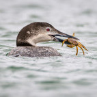 Common loon in the Bay of Fundy, Canada