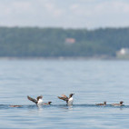 Common murres in the Bay of Fundy, Canada