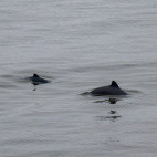 Harbour porpoise in the Bay of Fundy, Canada