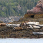 Harbour seal in the Bay of Fundy, Canada