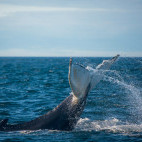 Humpback whale in the Bay of Fundy, Canada