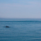 Minke whale in the Bay of Fundy, Canada