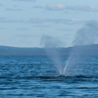 North Atlantic right whale in the Bay of Fundy, Canada.