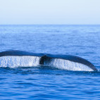 North Atlantic right whale in Bay of Fundy, Canada