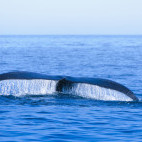 North Atlantic right whale in the Bay of Fundy, Canada