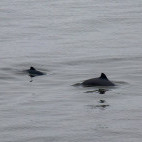 Harbour porpoise in Bay of Fundy, Canada