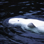 Beluga whale in Canada