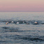 Beluga whales in Canada.