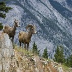 Bighorn sheep in Banff National Park, Canada