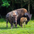 Bison in Canada