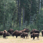 Bison in Canada