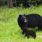 Black bear in Jasper National Park, Canada