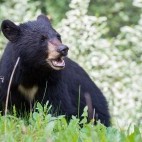 Black bear in the Rocky Mountains, Canada