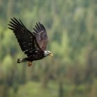 Bald eagle in British Columbia, Canada
