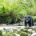 Black bear in British Columbia, Canada
