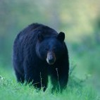 Black bear in British Columbia, Canada