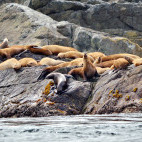 Steller's sea lion in Haida Gwaii, Canada