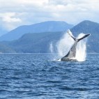 Humpback whale in British Columbia, Canada