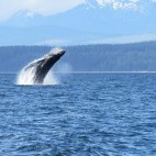 Humpback whale in British Columbia, Canada