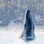 Humpback whale in British Columbia, Canada