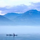 Orca in British Columbia, Canada