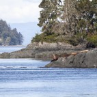 Steller's sea lion in British Columbia, Canada