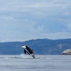 Orca in British Columbia, Canada