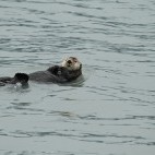 Sea otter in British Columbia, Canada