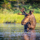 Moose in Canada