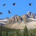 Canada geese flying by the Rocky Mountains, Canada