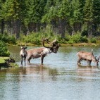 Caribou in Hudson Bay, Canada