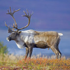 Caribou in Canada