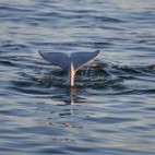 Beluga whale in Hudson Bay, Canada.