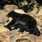 Black bear in British Columbia, Canada.
