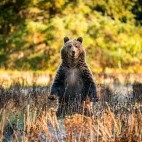 Grizzly bear in British Columbia.