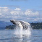 Humpback whale breaching in British Columbia, Canada