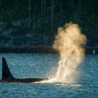 Orca in British Columbia.