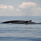 Fin whale in Canada