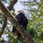 Bald eagle in Great Bear Rainforest, Canada