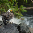 Bald eagle in Great Bear Rainforest, Canada.