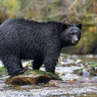 Black bear in Great Bear Rainforest, Canada.
