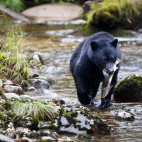 Black bear in Great Bear Rainforest, Canada.