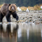 Brown bear in Great Bear Rainforest, Canada.