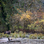 Brown bear in Great Bear Rainforest, Canada.