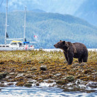 Brown bear in Great Bear Rainforest, Canada.