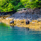 Brown bear in Great Bear Rainforest, Canada