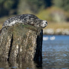 Harbour seal in Great Bear Rainforest, Canada.